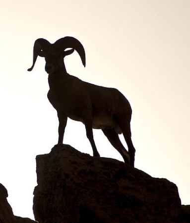 Beyond Engineering bighorn-ram-silhouette-